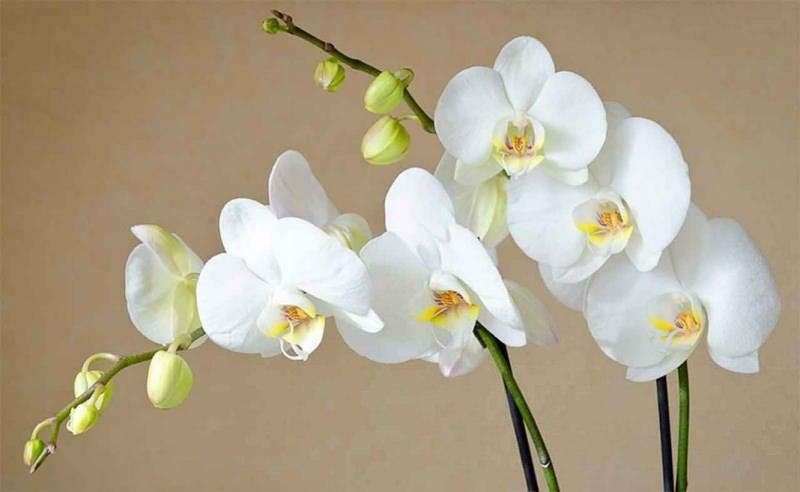 ako sa starať o orchidey
