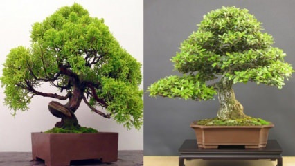 Ako pestovať bonsajový strom? Ako sa starať o strom bonsai Vlastnosti stromu bonsai 