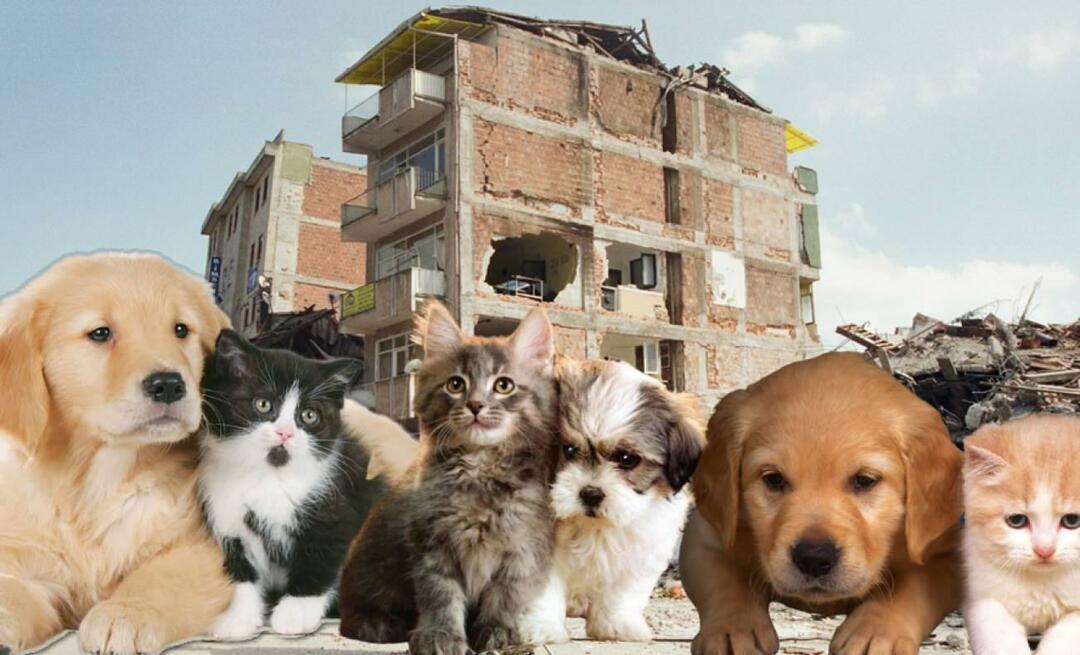 Čo by mali tí, ktorí majú domáce zvieratá, robiť pred a po zemetrasení? Tí, ktorí majú v čase zemetrasenia domáceho maznáčika