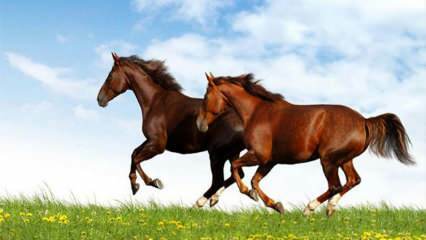 Čo to znamená vidieť koňa vo sne? Význam jazdy na koni vo sne podľa Diyaneta