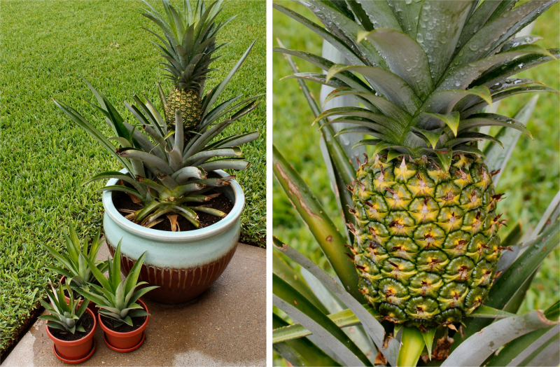 Ako pestovať ananás doma? Ako sa robí zakorenenie ananásu?