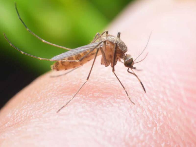 Ako si vyrobiť prírodného odpudzovača komárov doma? Prírodné repelenty proti hmyzu