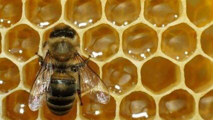 Kde sa používa včelí jed? Aké sú výhody včelieho jedu? Na ktoré choroby je včelí jed vhodný?