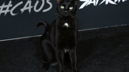 Čierna mačka na hollywoodskej premiére ...