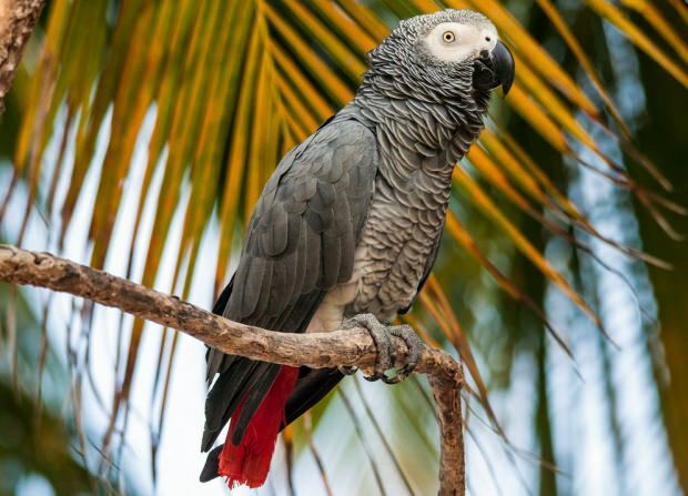 Starostlivosť a výcvik ako papagáj