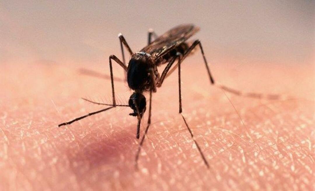 Prírodné zloženie na zbavenie sa komárov
