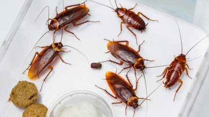 Ako sa šváby striekajú v dome? Ako ničiť šváby