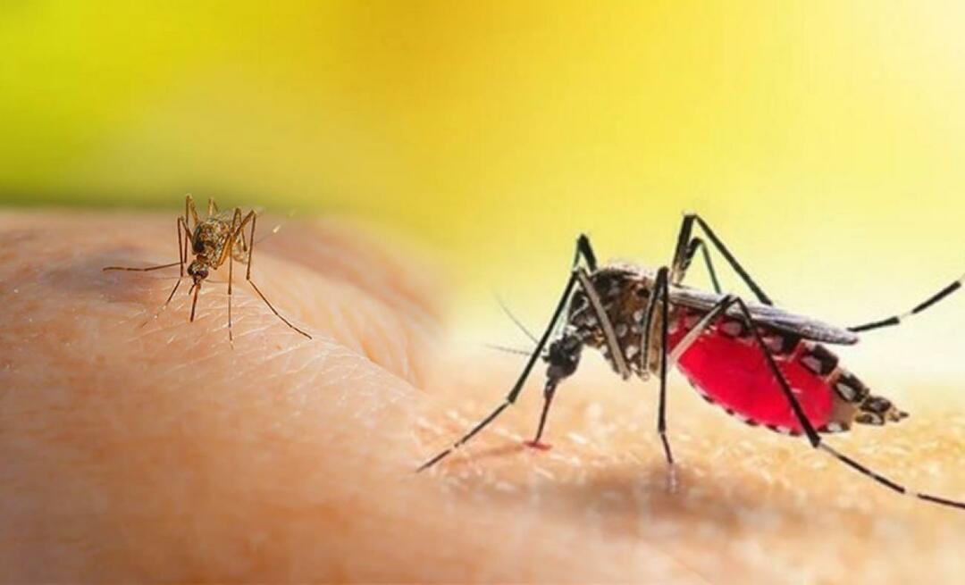 Aké sú príznaky uhryznutia komárom Aedes? Spôsoby, ako sa vyhnúť uhryznutiu komárom Aedes?