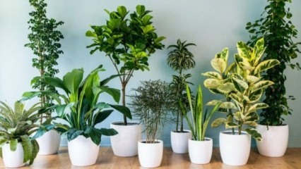 8 rastlín, ktoré sa ľahko udržiavajú