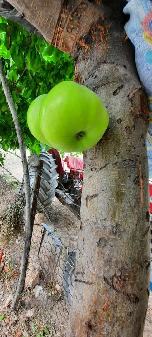 Strom, ktorý na svojom tele pestuje ovocie, každého prekvapil!