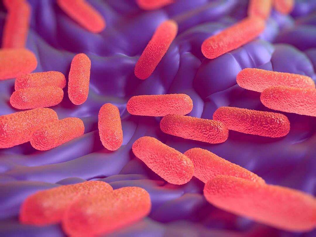 Čo je baktéria Salmonella? Aké sú príznaky salmonely?