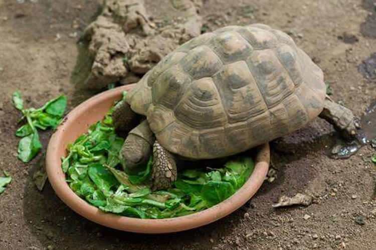Čo jedí korytnačka a ako sa živí? Aké sú jedlá, ktoré korytnačka miluje?