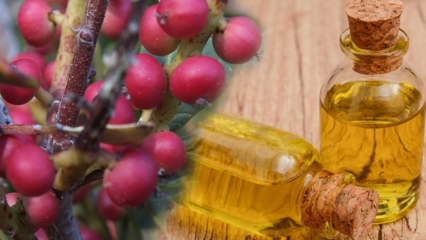 Aké sú výhody ovocia Çitlembik (Menengiç)? Čo robí citlemobový olej?