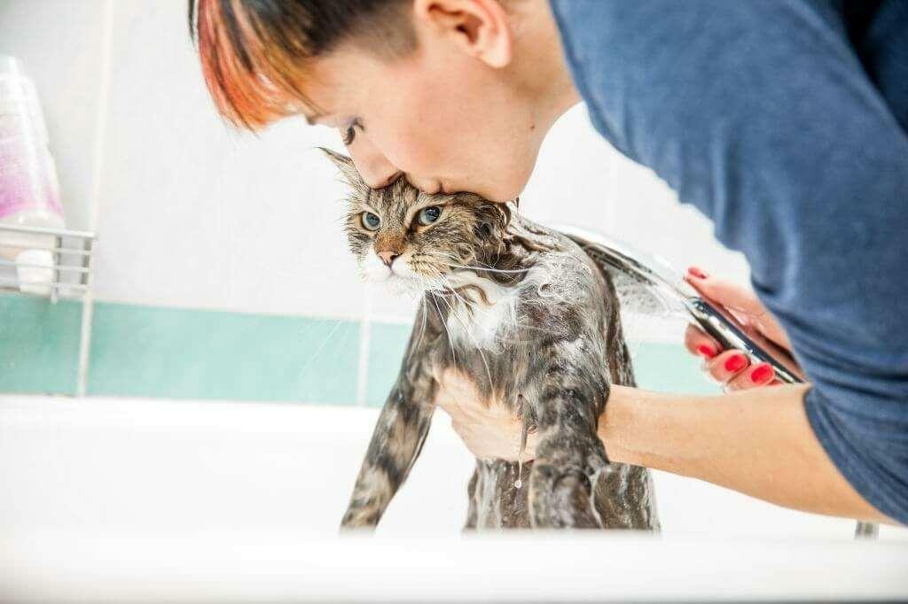 Spôsoby umývania mačiek