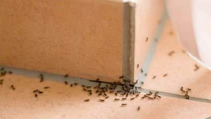 Účinný spôsob odstraňovania mravcov doma! Ako môžu byť mravce zničené bez zabitia? 
