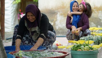 Tieto ženy produkujú 30 tisíc ton nakladanej zeleniny!