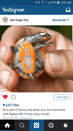 zoo instagram reklama