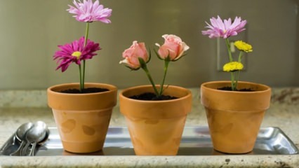 Kvetiny, ktoré sa majú pestovať doma v jarnej sezóne