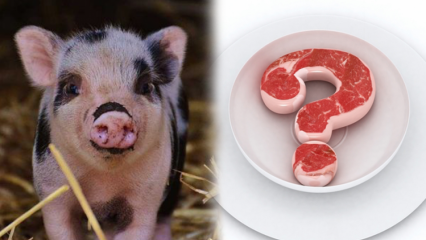 Je bravčové mäso zakázané, prečo je bravčové mäso zakázané? Pozor na bravčové značky!