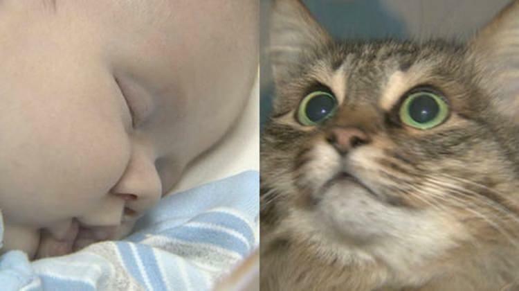 Túlavá mačka zachránila život dieťaťa!