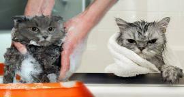 Umývajú sa mačky? Ako umývať mačky? Je škodlivé kúpať mačky?