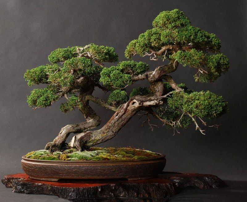  Ako sa starať o bonsajový strom