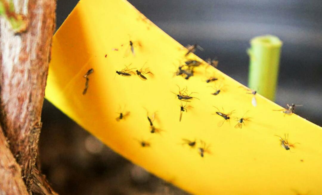 Definitívne riešenie pre hmyz doma! Ako zabrániť lietaniu malých mušiek doma?
