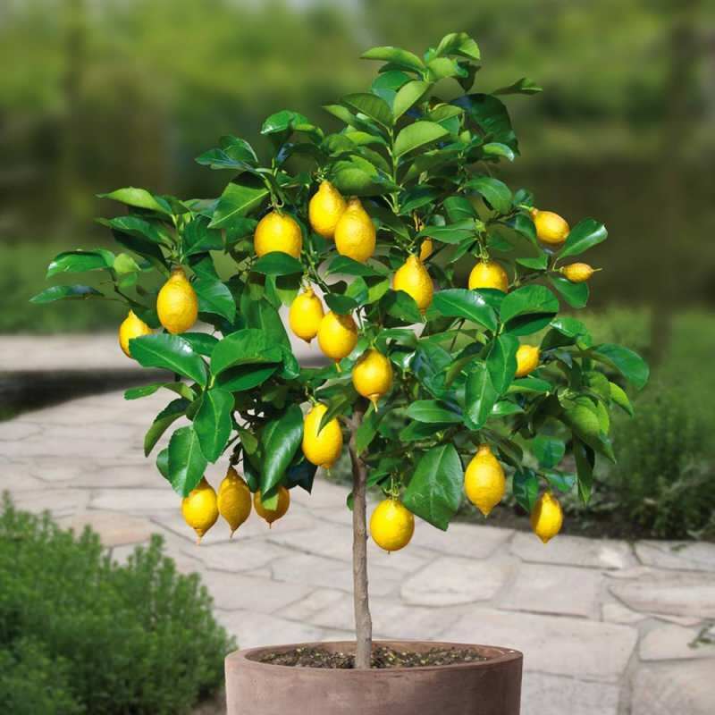 Ako pestovať citróny v kvetináčoch doma? Tipy na pestovanie a udržiavanie citrónov