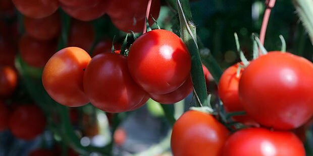 Aké sú výhody paradajok pre pokožku? Ako si vyrobiť paradajkovú masku? Ak si na tvári natriete paradajku