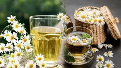 Je harmančekový čaj hladný alebo plný? Zvýšte metabolizmus pomocou harmančekového čaju