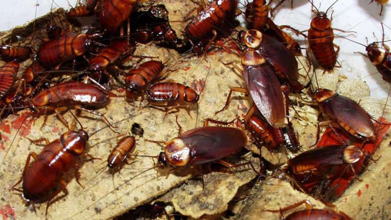 Ako liečiť šváby doma | Ako zničiť šváby?
