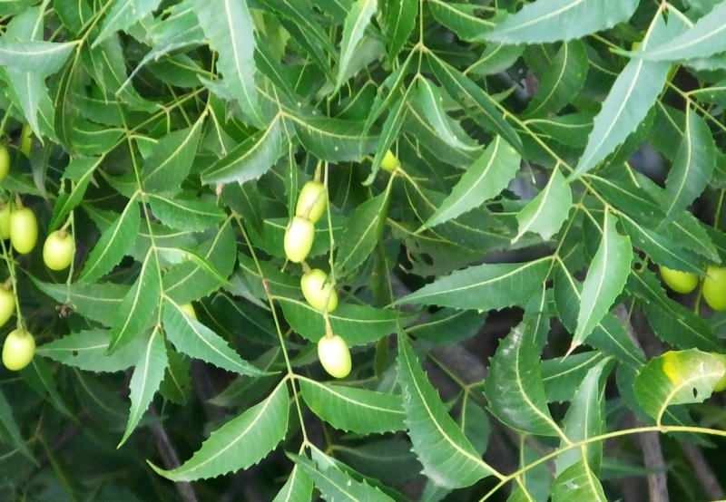 strom neem odstraňuje toxíny z tela