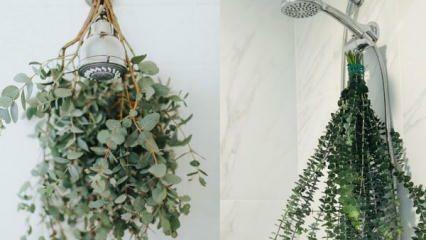 Ako zavesiť eukalyptus do sprchy? Spôsoby použitia eukalyptu v dekorácii kúpeľne!
