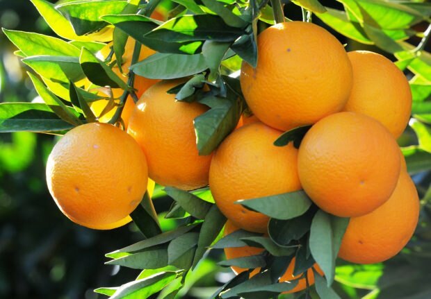Výhody pomaranča