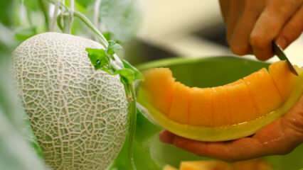 Ako si vybrať najjednoduchší melón? Kľúč k výberu sladkých melónov, ako je med