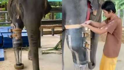 Mladé sociálne médiá otriasli vašou protetickou nohou pre slony! 