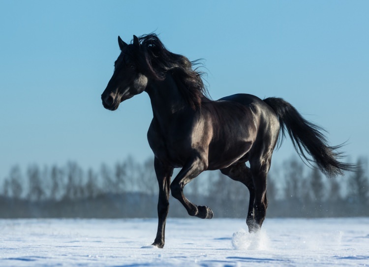 Ako povedať koňa vo sne? Aký je zmysel vidieť koňa vo sne?