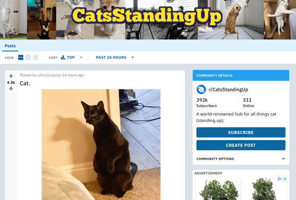 Ako uviesť na trh svoje podnikanie na serveri Reddit, napríklad príspevok od subreddit r / CatsStandingUp