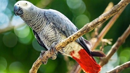 Ako sa starať o papagája Jako? Ako sa podáva? Ako je trénovaný?