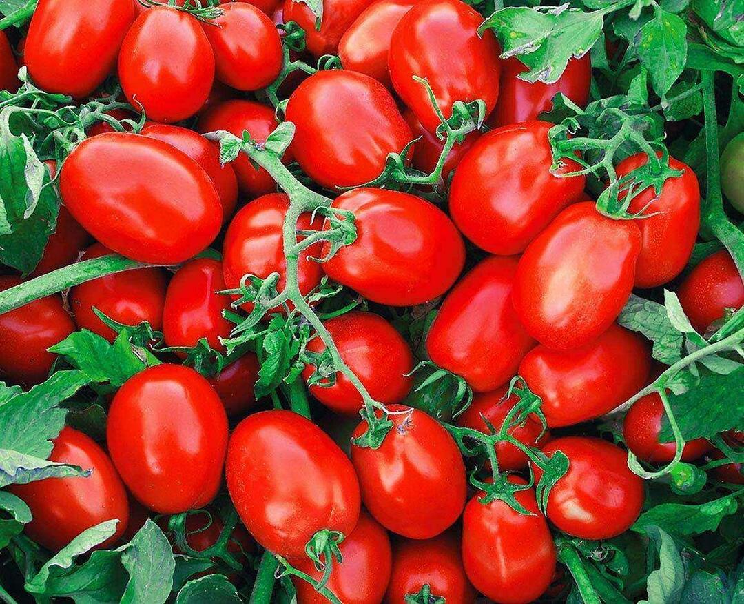 Ako si vybrať konzervované paradajky