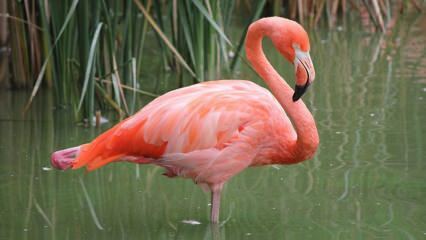 Adana sa stala domovom 'Pink Flamingos'!