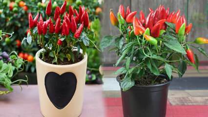 Ako rastie v nádobách bezsemenná zelenina? Pestovanie červenej papriky v kvetináčoch