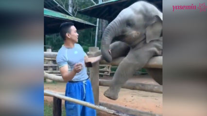 Tieto okamihy medzi slonom a jeho strážcom!