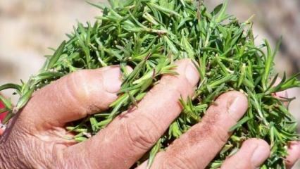 Aké sú výhody tymianovej byliny? Ako pripraviť tymiánový čaj? Čo robí tymiánový olej?