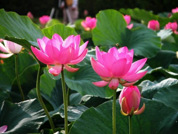 výhody lotosového kvetu
