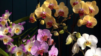 Ako sa starať o orchidey? Ako zalievať orchidea doma? Metóda oživenia orchideí