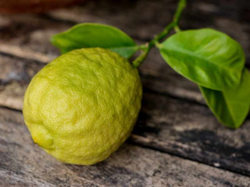 Vzhľad bergamotu je podobný citrónu