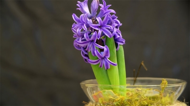 Ako reprodukovať hyacintové kvety