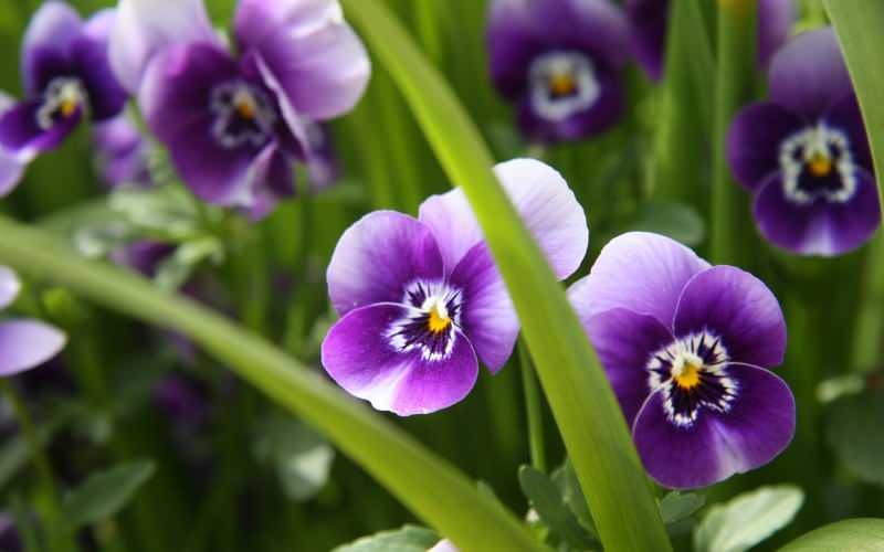 Ako sa starať o fialový kvet? Ako reprodukovať fialový kvet?