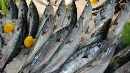 Aké sú výhody rýb bonito a na čo je dobrý? Aké ryby by sa mali konzumovať?